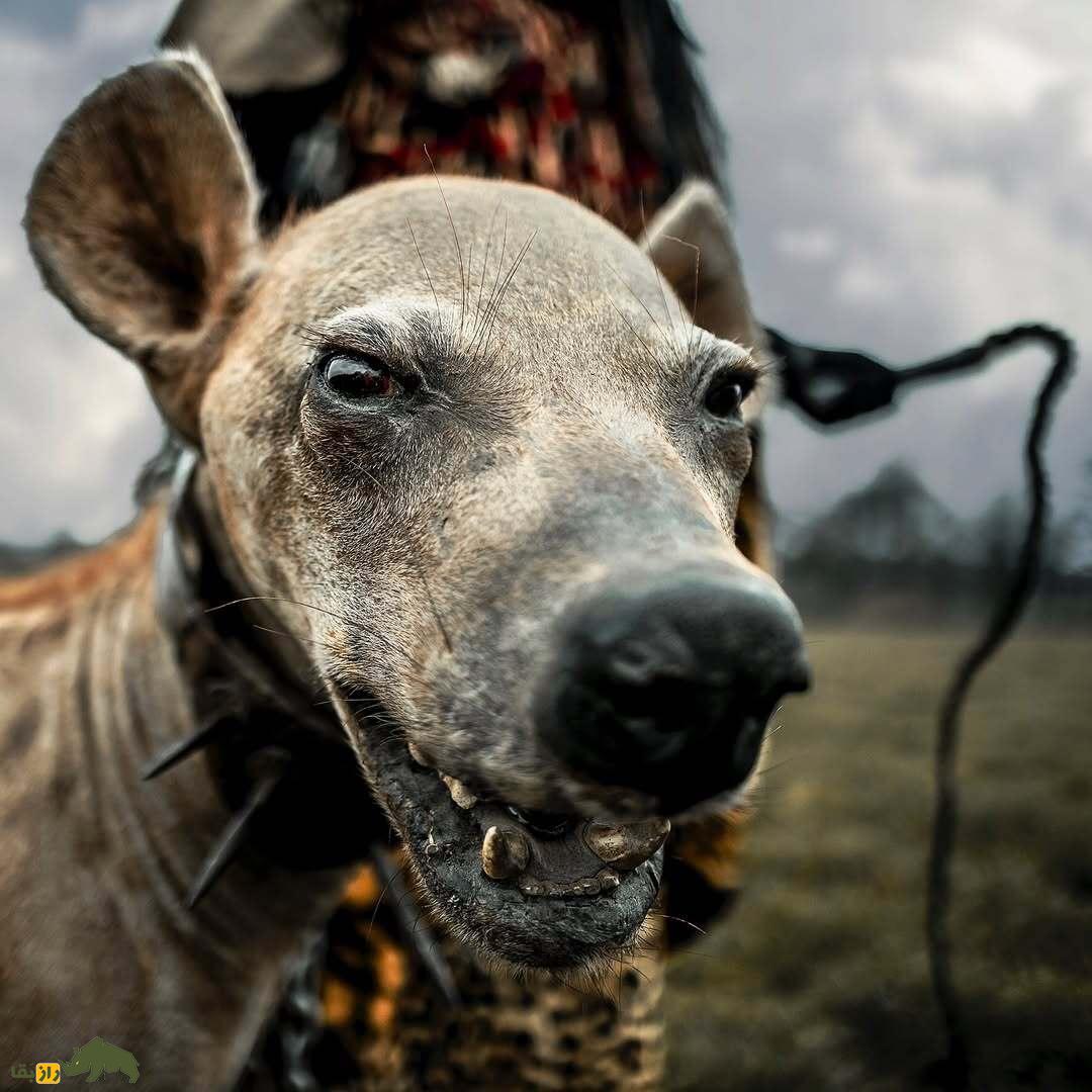 تصاویری از ترسناک‌ترین جادوگر جهان که وحشی حیوان خانگی دنیا را دارد!