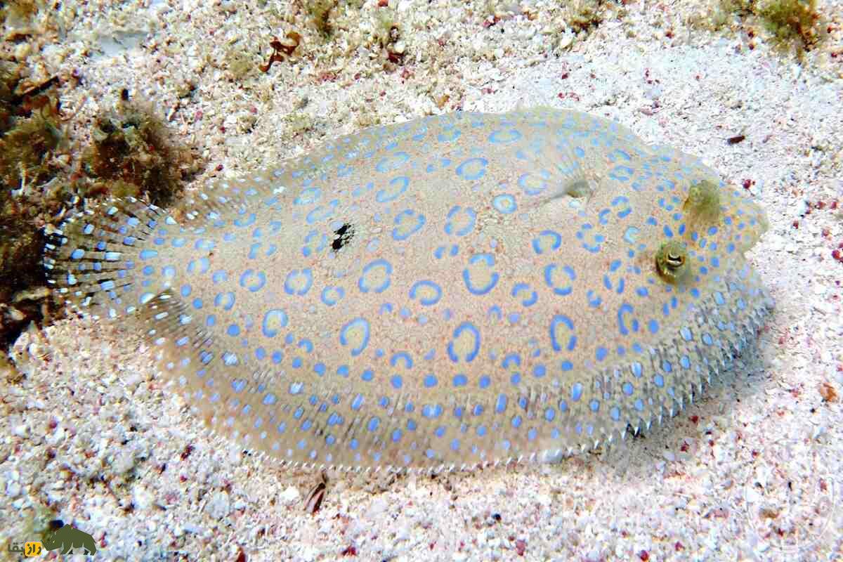 ماهی موسی؛ ماهی عجیبی که دو چشمم در یک طرف سرش قرار دارد و حضرت موسی آن را به دونیم تقسیم کرد