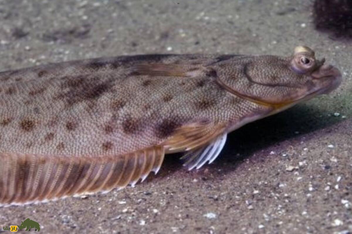 ماهی موسی؛ ماهی عجیبی که دو چشمم در یک طرف سرش قرار دارد و حضرت موسی آن را به دونیم تقسیم کرد