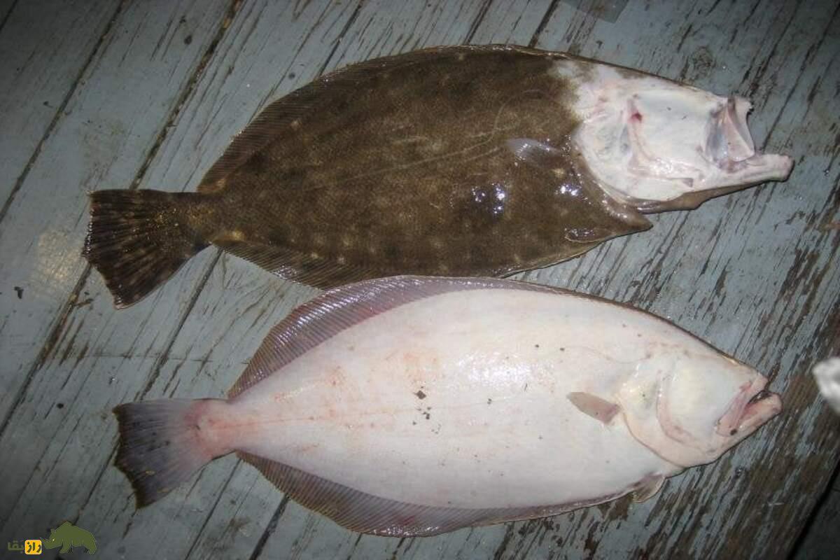 ماهی موسی؛ ماهی عجیبی که دو چشمم در یک طرف سرش قرار دارد و حضرت موسی آن را به دونیم تقسیم کرد