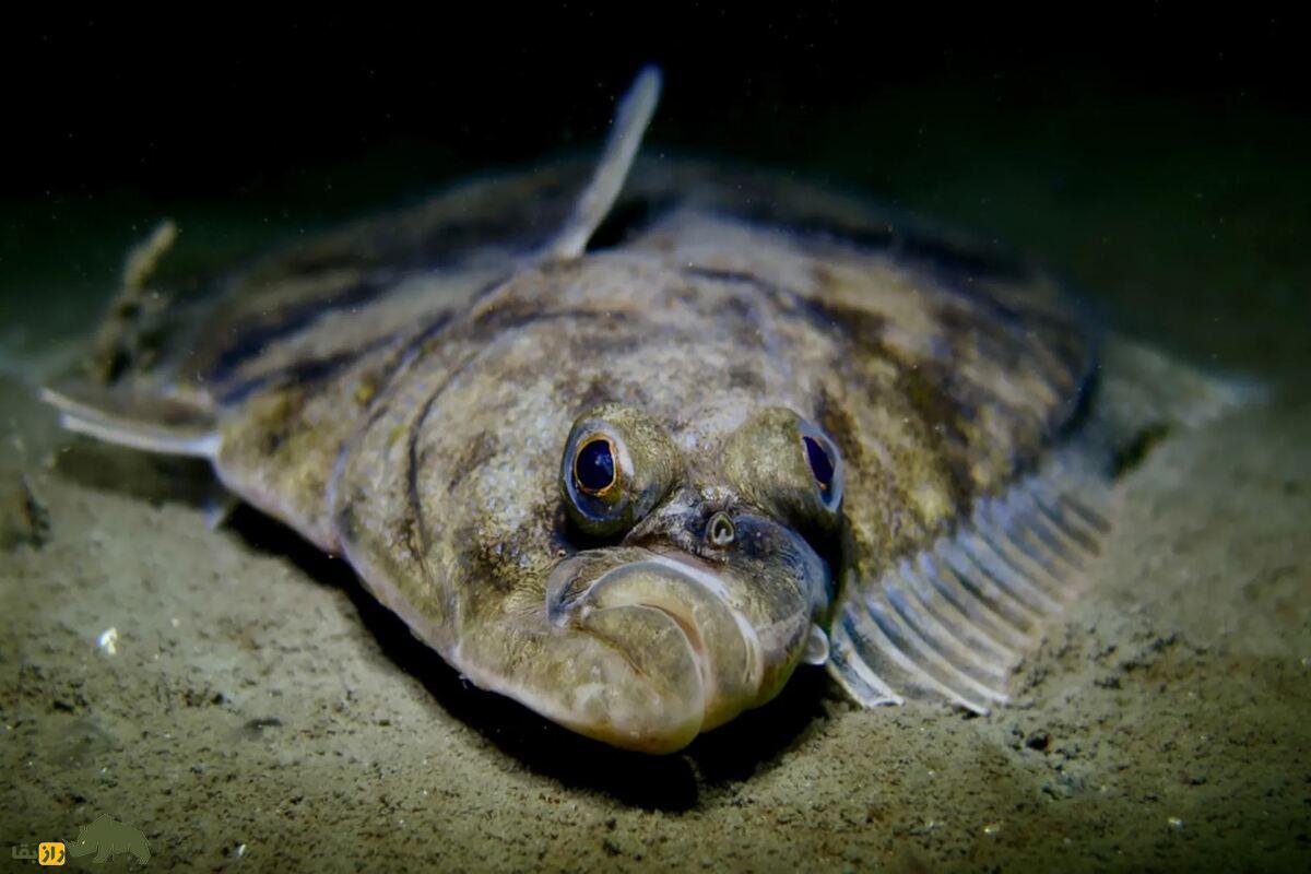 ماهی موسی؛ ماهی عجیبی که دو چشمم در یک طرف سرش قرار دارد و حضرت موسی آن را به دونیم تقسیم کرد