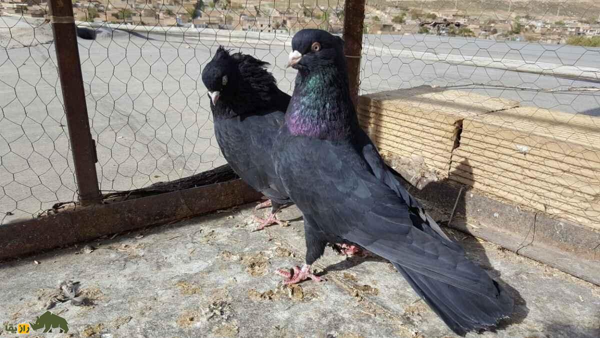 کبوتر زاغ آبادانی؛ کبوتر معروف به «پادشاه سیاه‌بال‌» که یکی از محبوب‌ترین کبوتران ایران است
