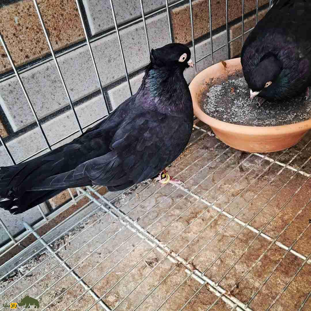 کبوتر زاغ آبادانی؛ کبوتر معروف به «پادشاه سیاهبالها» که یکی از محبوبترین کبوتران ایران است کبوتر زاغ آبادانی