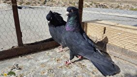 کبوتر زاغ آبادانی؛ کبوتر معروف به «پادشاه سیاهبال» که یکی از محبوبترین کبوتران ایران است