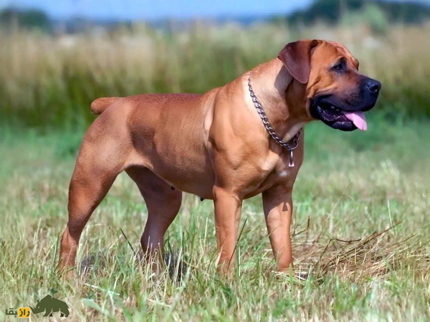 سگ بوربول؛ ماستیف قدرتمند آفریقایی و معروف به «شکارچی پلنگ» که قویترین فک جهان را دارد سگ بوربول