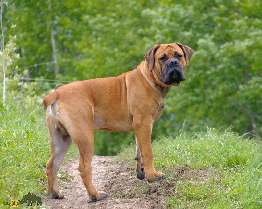 سگ بوربول؛ ماستیف قدرتمند آفریقایی و معروف به «شکارچی پلنگ» که قویترین فک جهان را دارد سگ بوربول