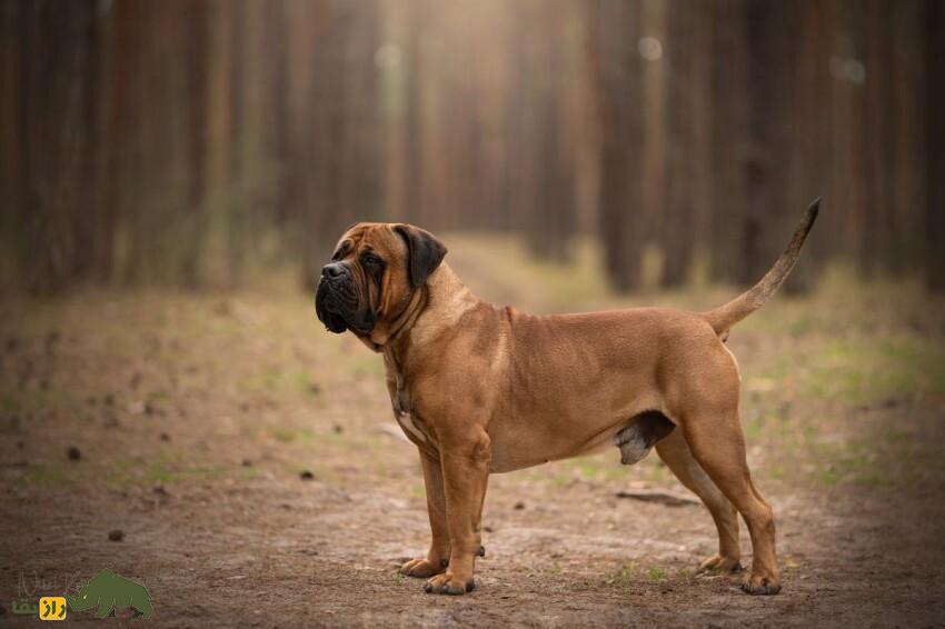 سگ بوربول؛ ماستیف قدرتمند آفریقایی و معروف به «شکارچی پلنگ» که قویترین فک جهان را دارد سگ بوربول