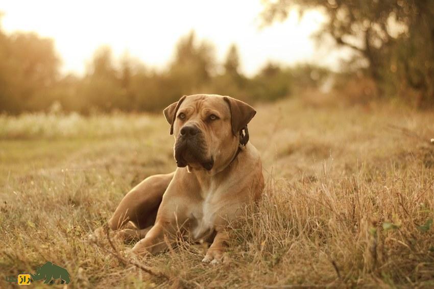 سگ بوربول؛ ماستیف قدرتمند آفریقایی و معروف به «شکارچی پلنگ» که قویترین فک جهان را دارد سگ بوربول