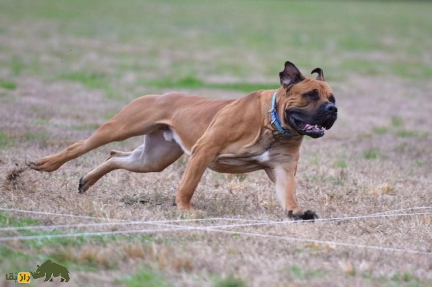 سگ بوربول؛ ماستیف قدرتمند آفریقایی و معروف به «شکارچی پلنگ» که قویترین فک جهان را دارد سگ بوربول