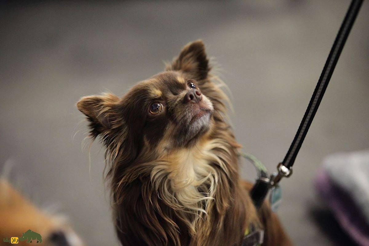 سگ شیواوا؛ همه چیز راجع به این سگ پرطرفدار، کوچک و پرانرژی که در دنیا به شجاعت و اعتماد به نفس بالا معروف است سگ شیواوا؛ همه چیز راجع به این سگ پرطرفدار، کوچک و پرانرژی که در دنیا به شجاعت و اعتماد به نفس بالا معروف است