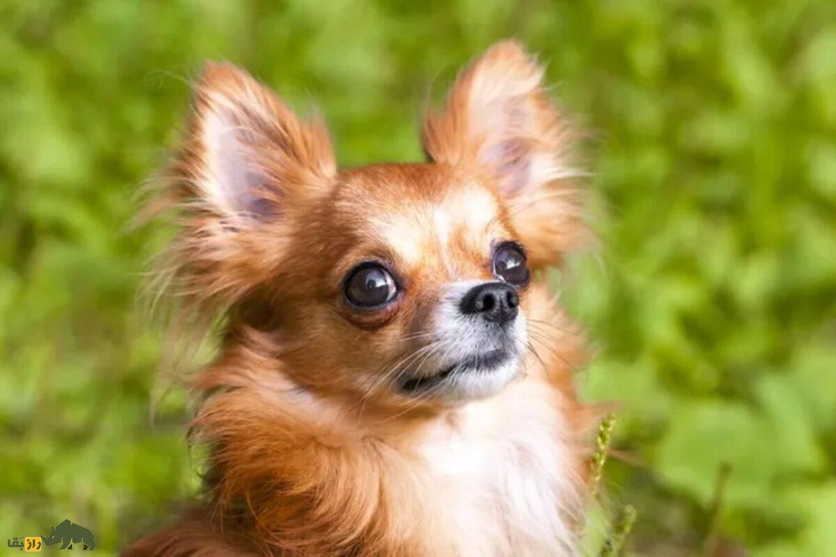 سگ شیواوا؛ همه چیز راجع به این سگ پرطرفدار، کوچک و پرانرژی که در دنیا به شجاعت و اعتماد به نفس بالا معروف است سگ شیواوا؛ همه چیز راجع به این سگ پرطرفدار، کوچک و پرانرژی که در دنیا به شجاعت و اعتماد به نفس بالا معروف است