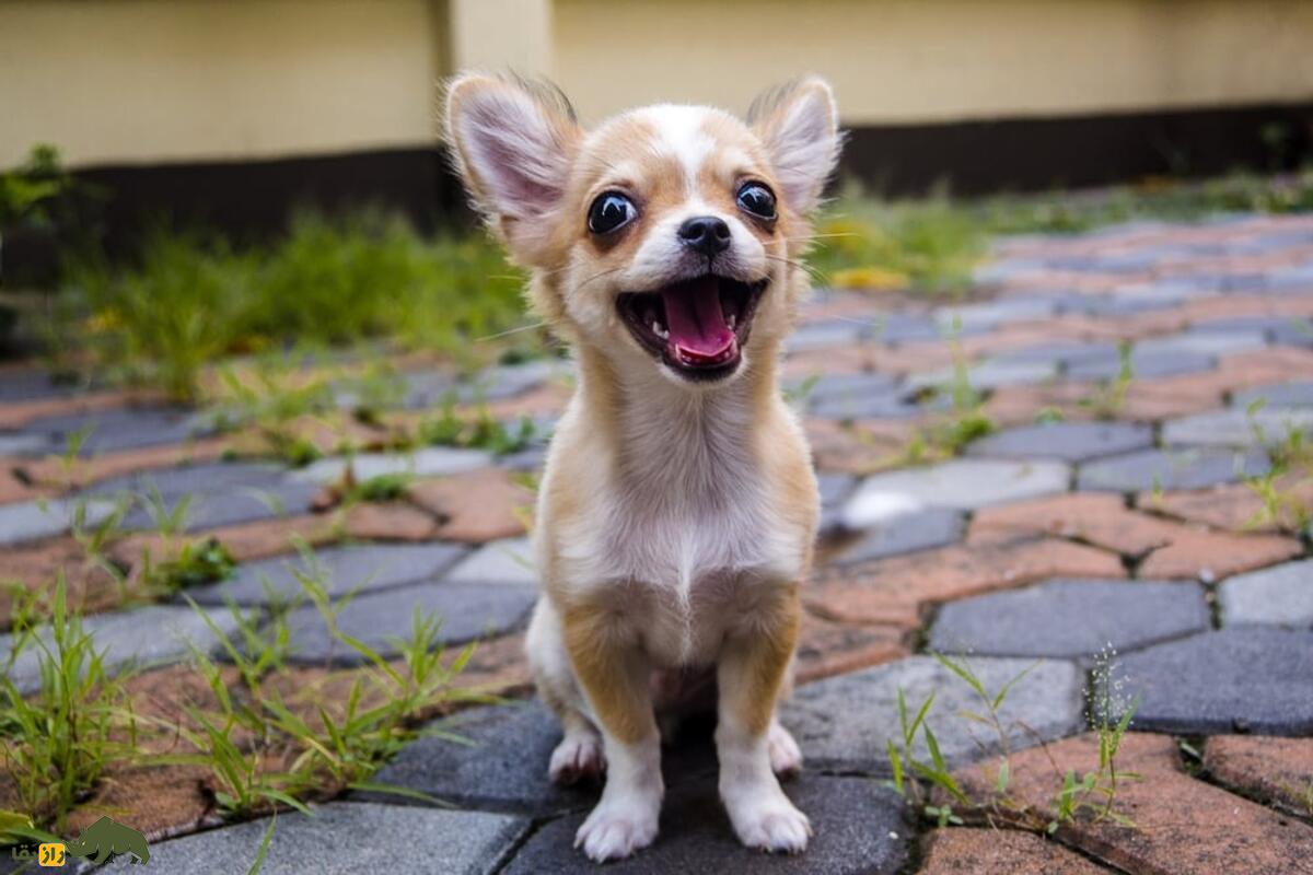 سگ شیواوا؛ همه چیز راجع به این سگ پرطرفدار، کوچک و پرانرژی که در دنیا به شجاعت و اعتماد به نفس بالا معروف است سگ شیواوا؛ همه چیز راجع به این سگ پرطرفدار، کوچک و پرانرژی که در دنیا به شجاعت و اعتماد به نفس بالا معروف است