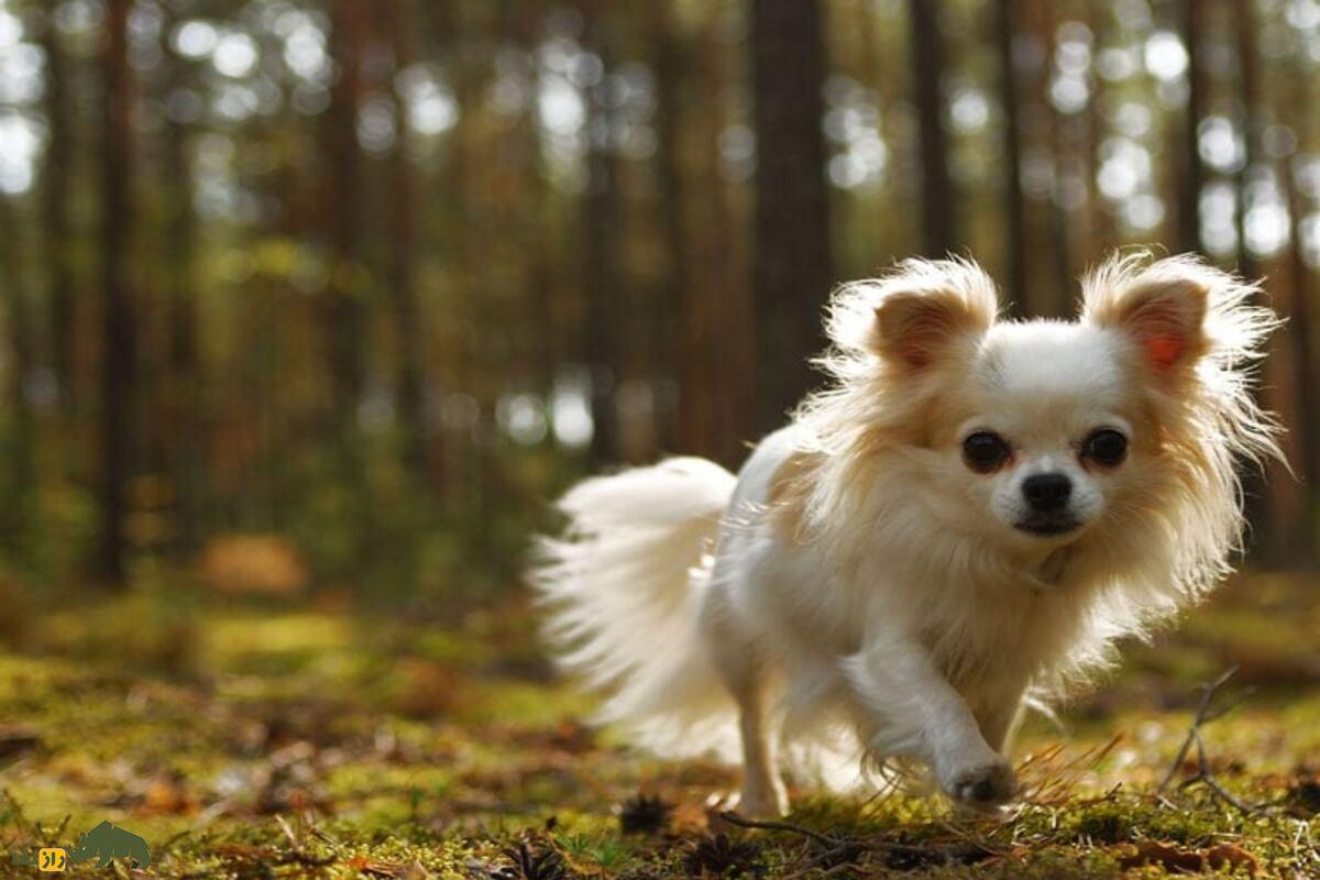 سگ شیواوا؛ همه چیز راجع به این سگ پرطرفدار، کوچک و پرانرژی که در دنیا به شجاعت و اعتماد به نفس بالا معروف است سگ شیواوا؛ همه چیز راجع به این سگ پرطرفدار، کوچک و پرانرژی که در دنیا به شجاعت و اعتماد به نفس بالا معروف است