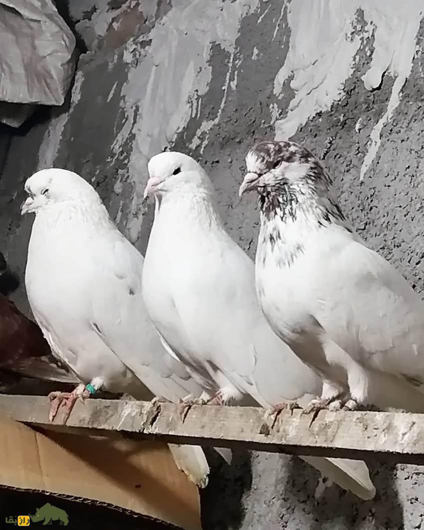 کبوتر کله برنجی؛ کبوتر ایرانی معروف به «اشرافزاده بامها» که خاصترین خالها را در بین کبوتران ایرانی دارد کبوتر کله برنجی