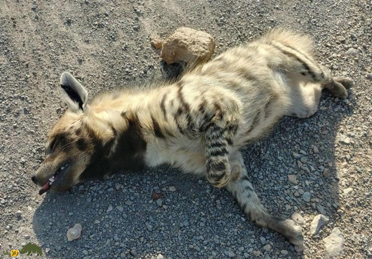 آلت تناسلی کفتار ماده عجیب‌ترین خرافه در ایران که باعث وفاداری زوج‌ها می‌شود؛ ماجرای «آلت تناسلی کفتار اصل پاکستان» چیست؟