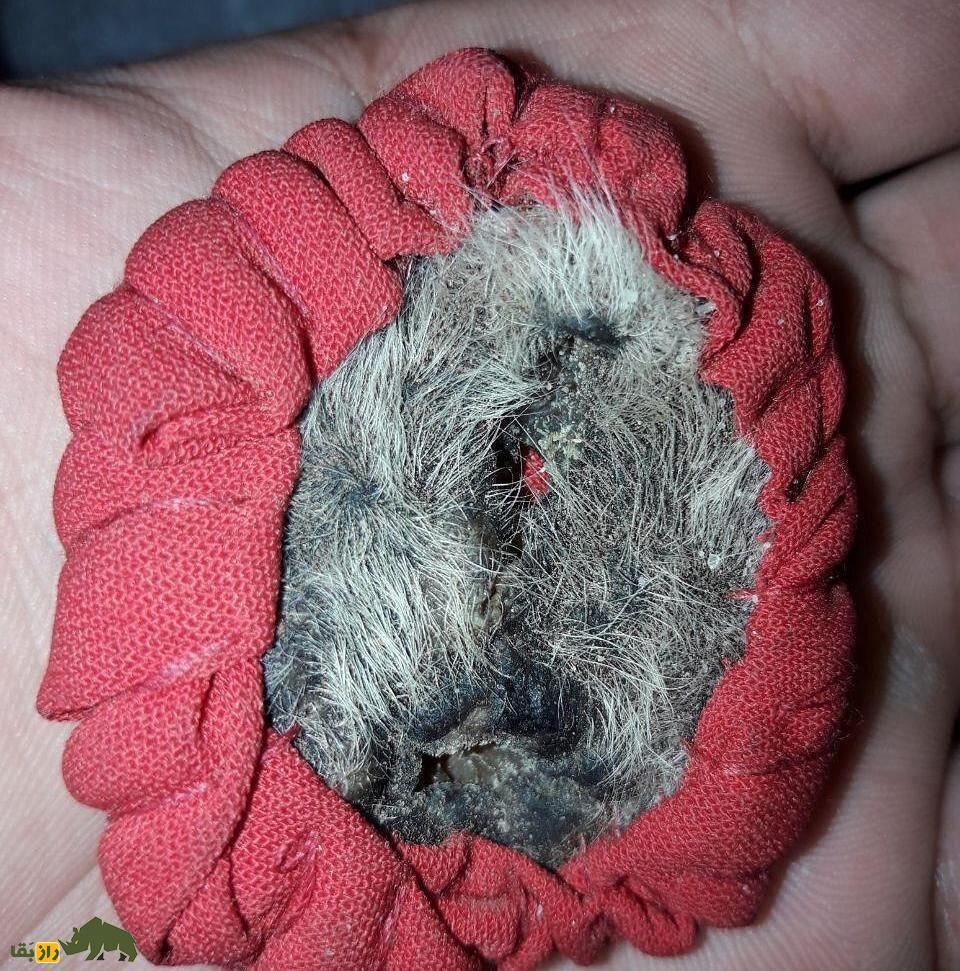 آلت تناسلی کفتار ماده