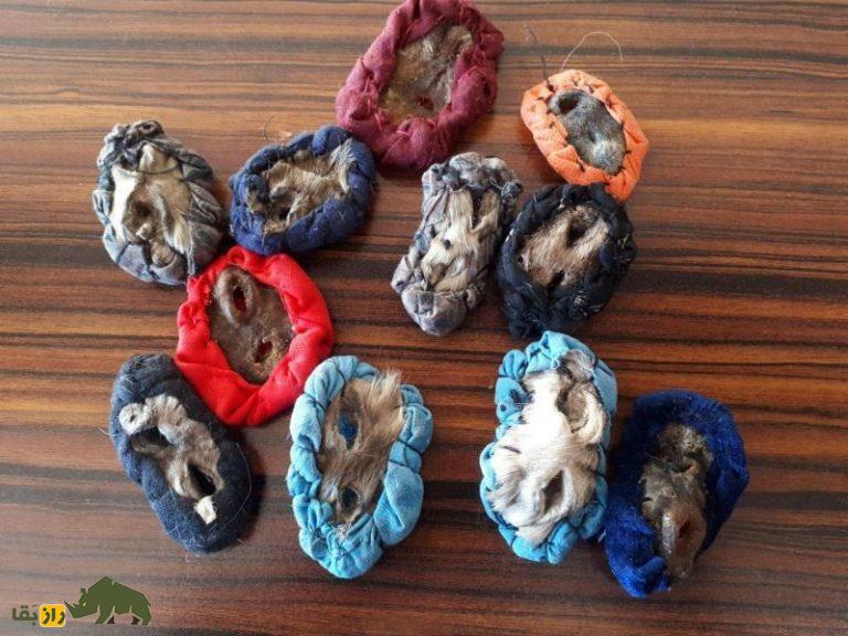 ناموس کفتار