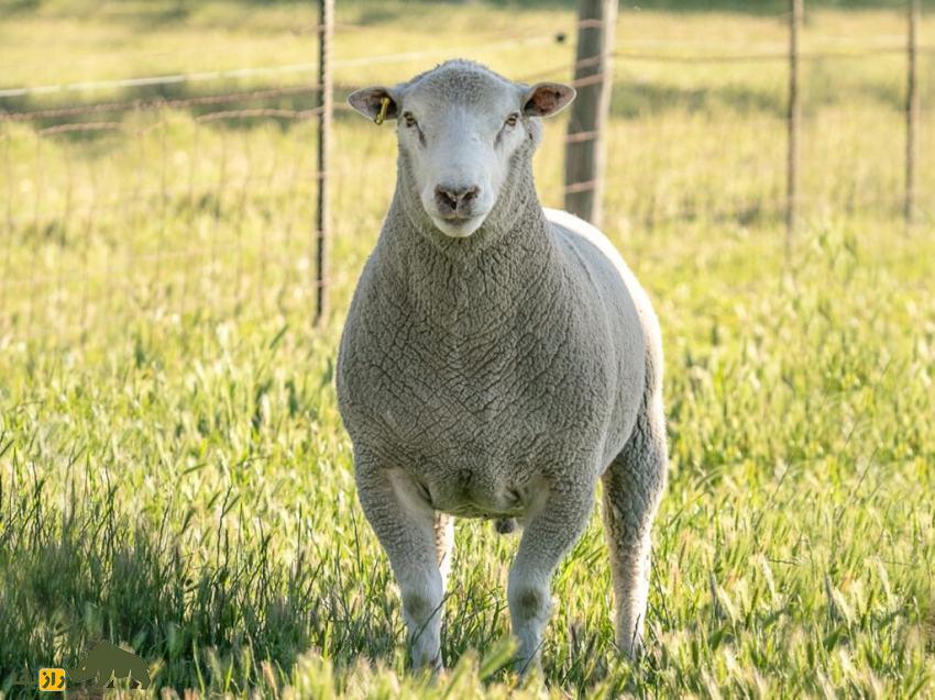 گوسفند ایل دو فرانس؛ گوسفند معروف به «دوشیزه فرانسوی» که یکی از بهترین گوسفندان دنیاست و سالی ۶ کیلو پشم میدهد گوسفند ایل دو فرانس