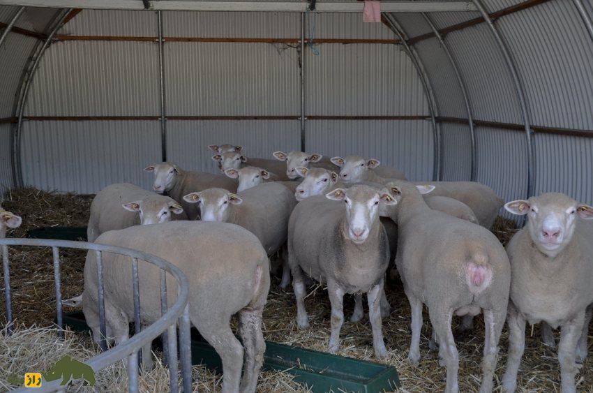 گوسفند ایل دو فرانس؛ گوسفند معروف به «دوشیزه فرانسوی» که یکی از بهترین گوسفندان دنیاست و سالی ۶ کیلو پشم میدهد گوسفند ایل دو فرانس