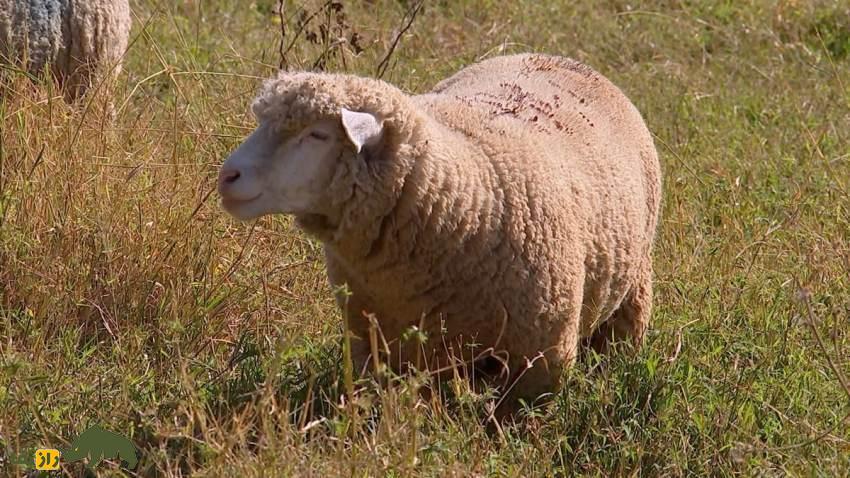 گوسفند ایل دو فرانس؛ گوسفند معروف به «دوشیزه فرانسوی» که یکی از بهترین گوسفندان دنیاست و سالی ۶ کیلو پشم میدهد گوسفند ایل دو فرانس