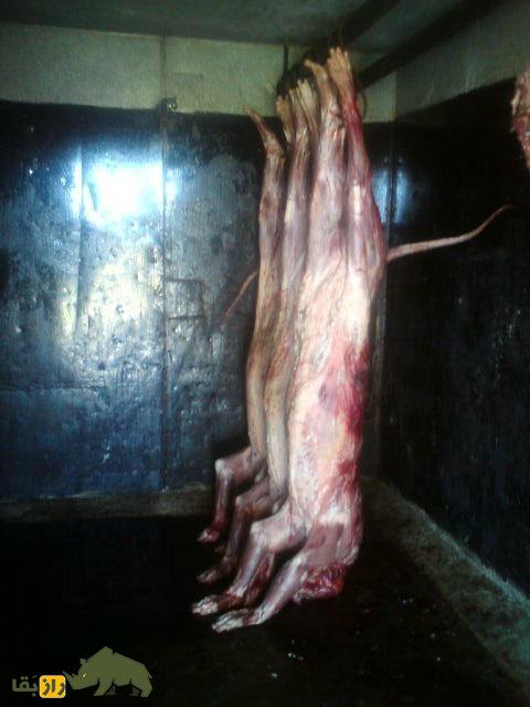 چه کسانی گوشت شیر میخورند، طعم آن چگونه است و چرا سرو آن جنجالی شده است؟ چه کسانی گوشت شیر میخورند، طعم آن چگونه است و چرا سرو آن جنجالی شده است؟