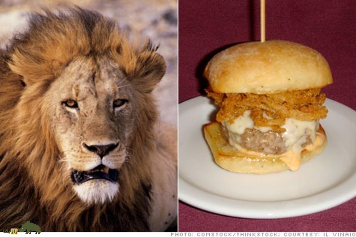 چه کسانی گوشت شیر میخورند، طعم آن چگونه است و چرا سرو آن جنجالی شده است؟ چه کسانی گوشت شیر میخورند، طعم آن چگونه است و چرا سرو آن جنجالی شده است؟