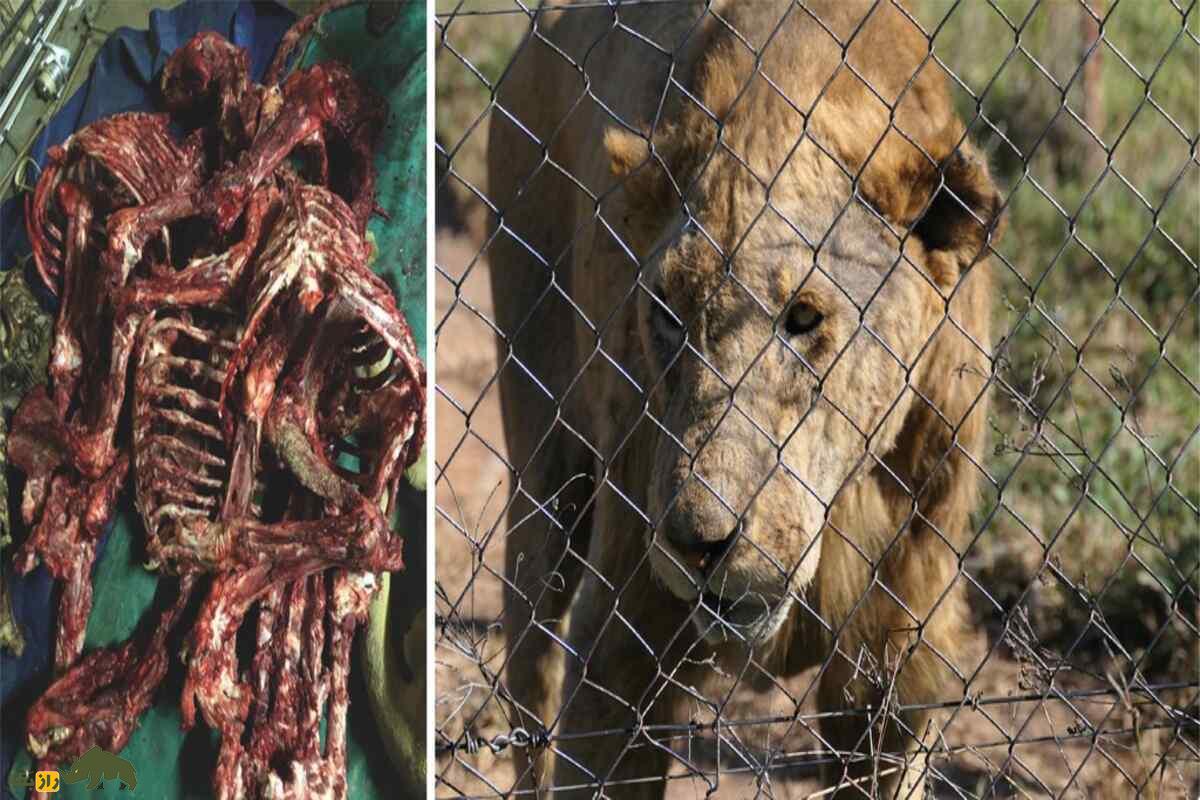 چه کسانی گوشت شیر میخورند، طعم آن چگونه است و چرا سرو آن جنجالی شده است؟ چه کسانی گوشت شیر میخورند، طعم آن چگونه است و چرا سرو آن جنجالی شده است؟