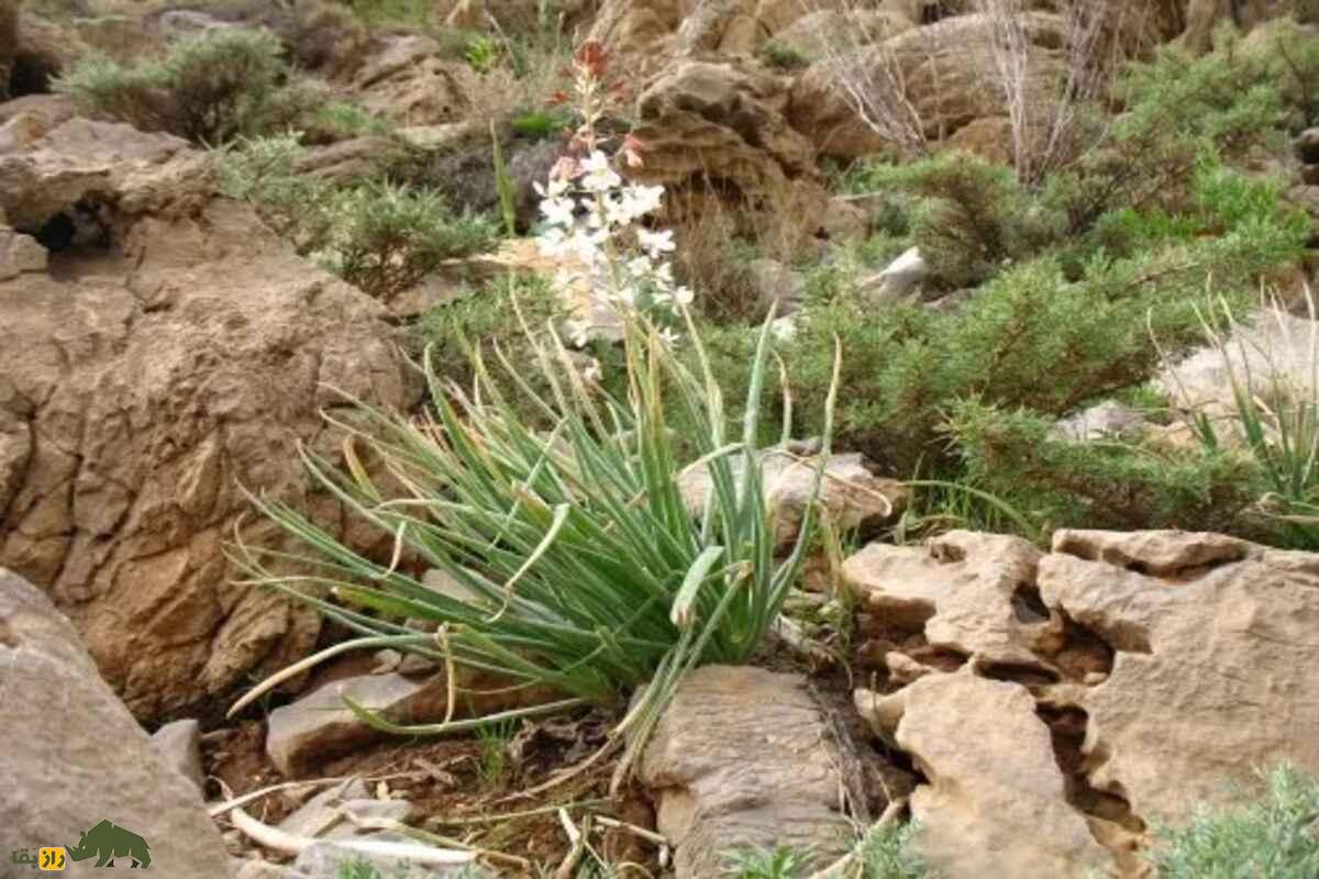 سریش یا چسب کوهی؛ گیاه دارویی و صنعتی کمیاب در کوهستان‌های ایران که فقط در بهار می‌روید!