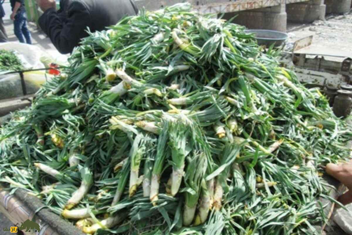 سریش یا چسب کوهی؛ گیاه دارویی و صنعتی کمیاب در کوهستان‌های ایران که فقط در بهار می‌روید!