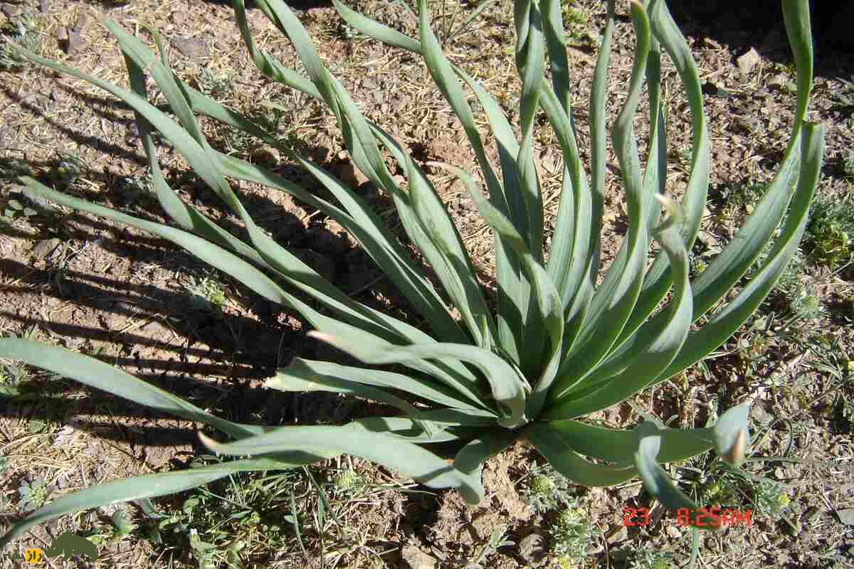 سریش یا چسب کوهی؛ گیاه دارویی و صنعتی کمیاب در کوهستان‌های ایران که فقط در بهار می‌روید!