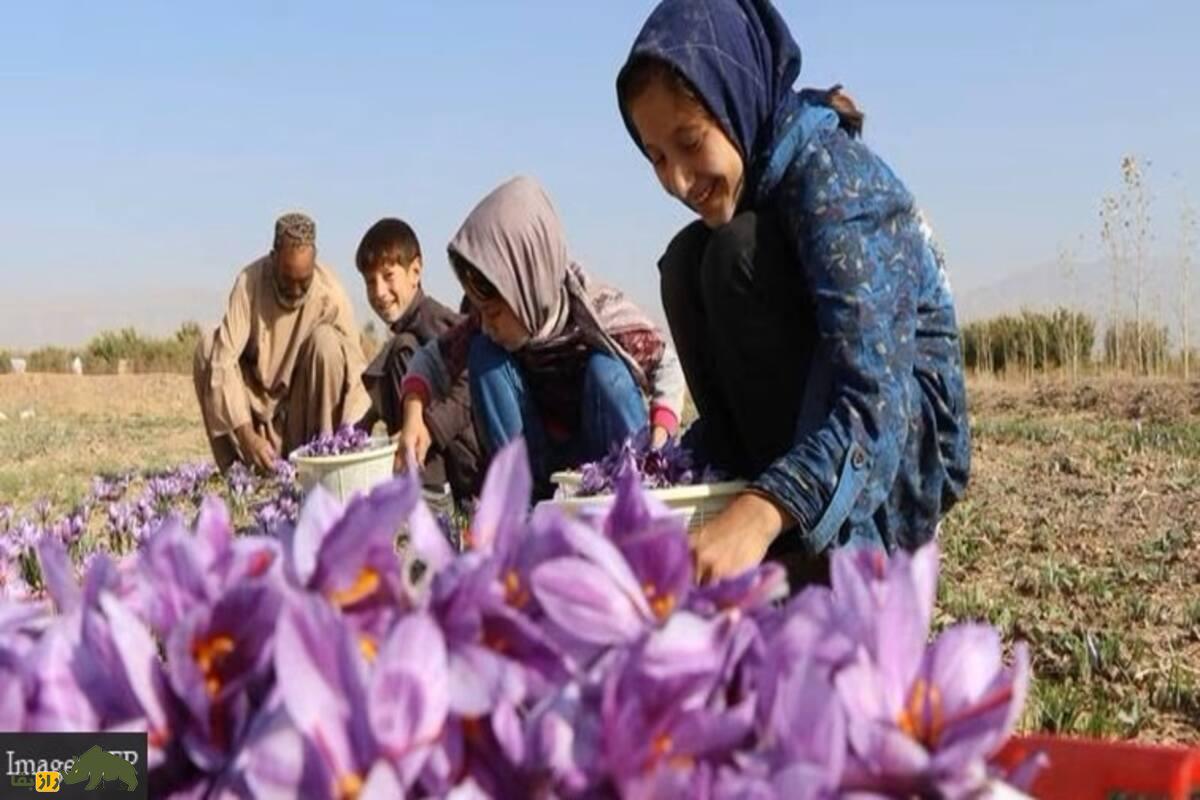 زعفران هرات؛ طلای سرخ افغانستان با کیفیت جهانی زعفران هرات؛ طلای سرخ افغانستان با کیفیت جهانی