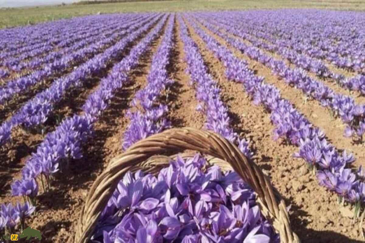 زعفران هرات؛ طلای سرخ افغانستان با کیفیت جهانی زعفران هرات؛ طلای سرخ افغانستان با کیفیت جهانی