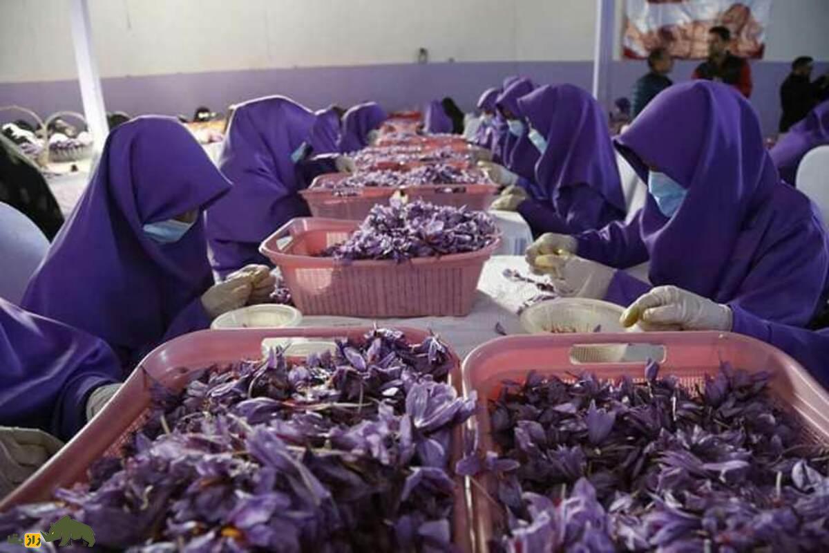 زعفران هرات؛ طلای سرخ افغانستان با کیفیت جهانی زعفران هرات؛ طلای سرخ افغانستان با کیفیت جهانی