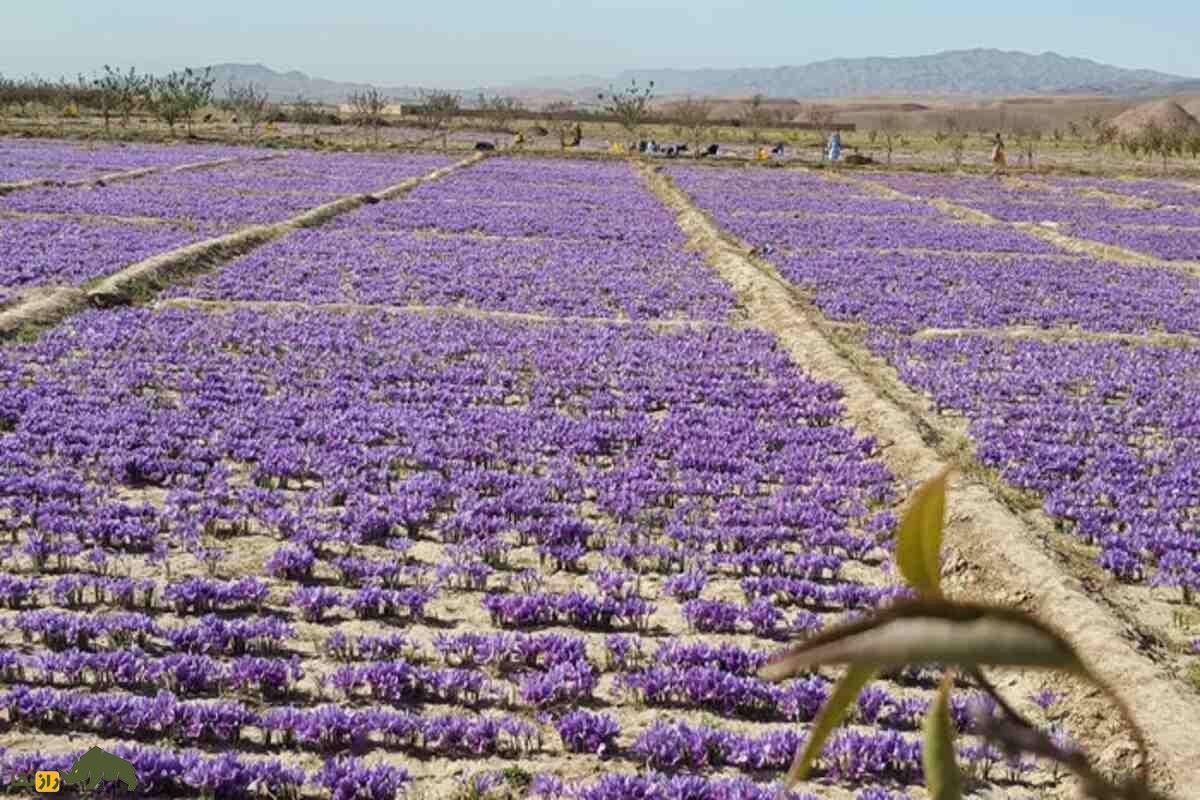 زعفران هرات؛ طلای سرخ افغانستان با کیفیت جهانی زعفران هرات؛ طلای سرخ افغانستان با کیفیت جهانی