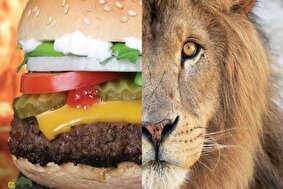 گوشت شیر؛ چه کسانی گوشت شیر میخورند، طعم آن چگونه است و چرا سرو آن جنجالی شده است؟