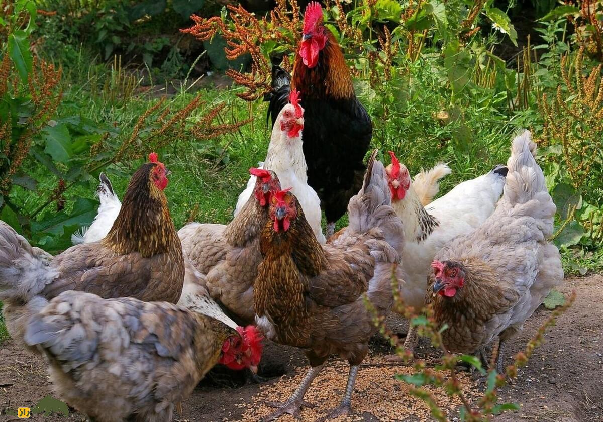 مرغ و خروس استیریا؛ نژاد معروف به «طلای سفید» که زود به بلوغ می‌رسد و یک تخم‌گذار حرفه‌ای‌ست!