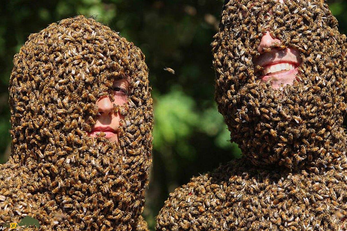 فیلمی جالب از دختر ایرانی که چند هزار زنبور روی بدنش نشسته و حیوان خانگیاش زنبور است! دو مرد که تمام صورت و بدنشان به زنبور پوشیده شده است