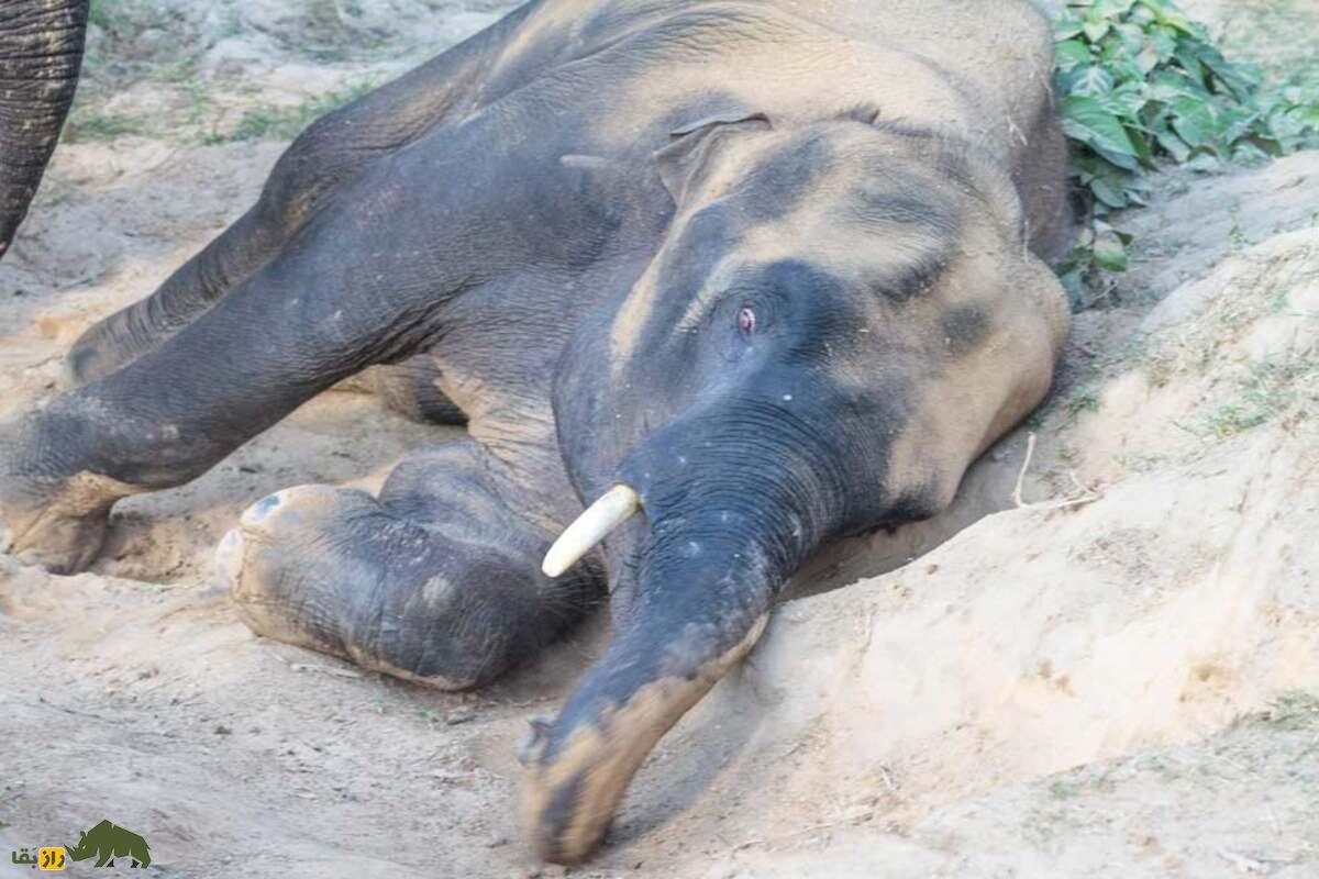 فیلها چند ساعت میخوابند؟ واقعیت عجیب درباره خواب فیل فیلها چند ساعت میخوابند؟ واقعیت عجیب درباره خواب فیل