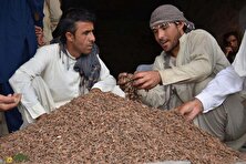 چلغوز؛ طلای خوراکی افغانستان که گران‌ترین و مغذی‌ترین آجیل جهان است