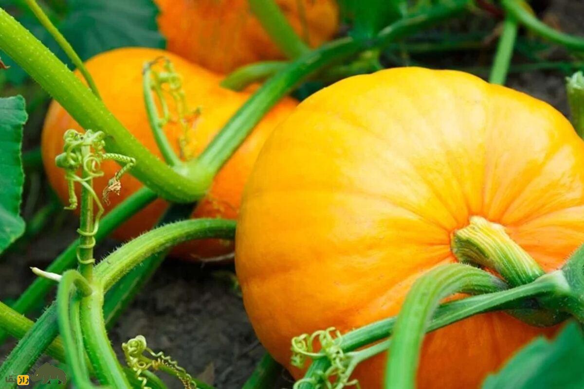 کدوی تخمهکاغذی؛ گیاهی پرسود با تخمههای بدون پوست و خواص دارویی، غذایی و صادراتی کدوی تخمهکاغذی؛ گیاهی پرسود با تخمههای بدون پوست و خواص دارویی، غذایی و صادراتی