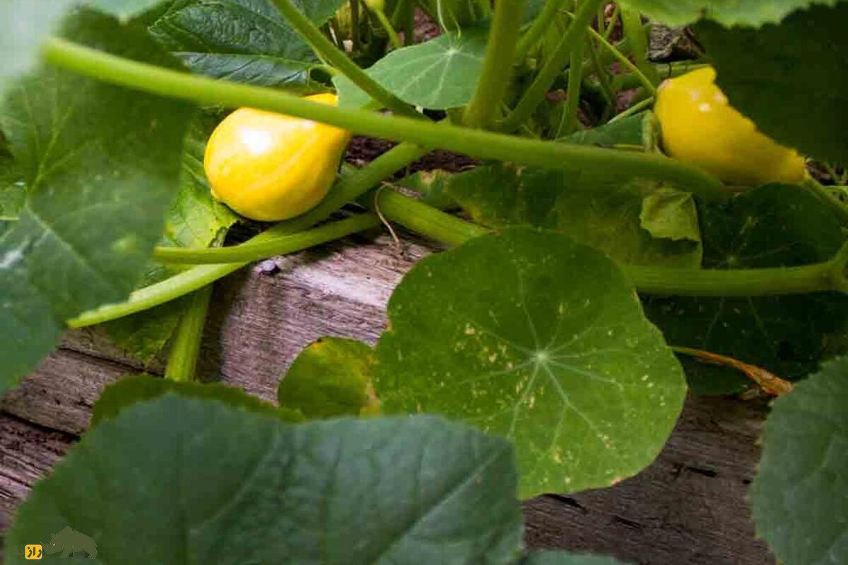 کدوی تخمهکاغذی؛ گیاهی پرسود با تخمههای بدون پوست و خواص دارویی، غذایی و صادراتی کدوی تخمهکاغذی؛ گیاهی پرسود با تخمههای بدون پوست و خواص دارویی، غذایی و صادراتی