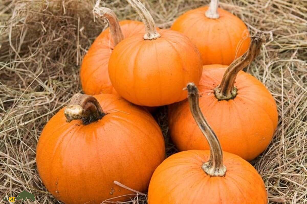 کدوی تخمهکاغذی؛ گیاهی پرسود با تخمههای بدون پوست و خواص دارویی، غذایی و صادراتی کدوی تخمهکاغذی؛ گیاهی پرسود با تخمههای بدون پوست و خواص دارویی، غذایی و صادراتی