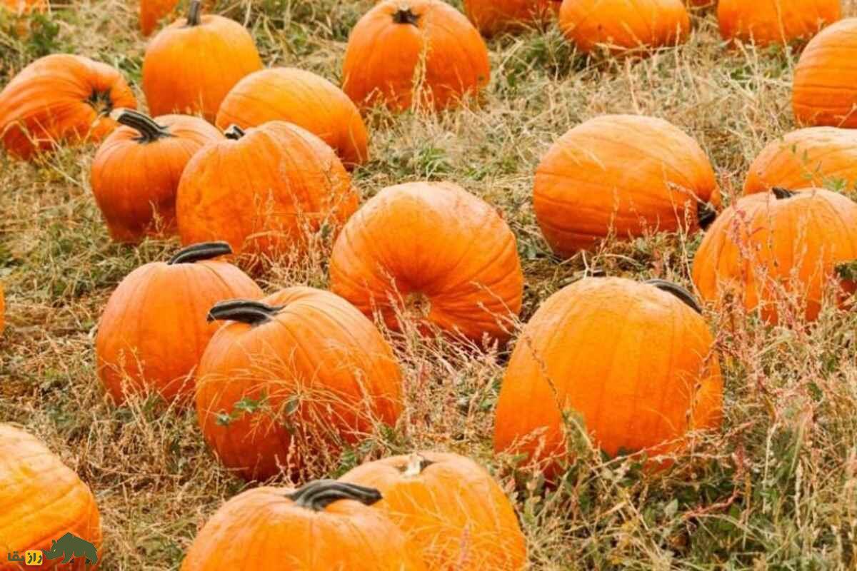 کدوی تخمهکاغذی؛ گیاهی پرسود با تخمههای بدون پوست و خواص دارویی، غذایی و صادراتی کدوی تخمهکاغذی؛ گیاهی پرسود با تخمههای بدون پوست و خواص دارویی، غذایی و صادراتی