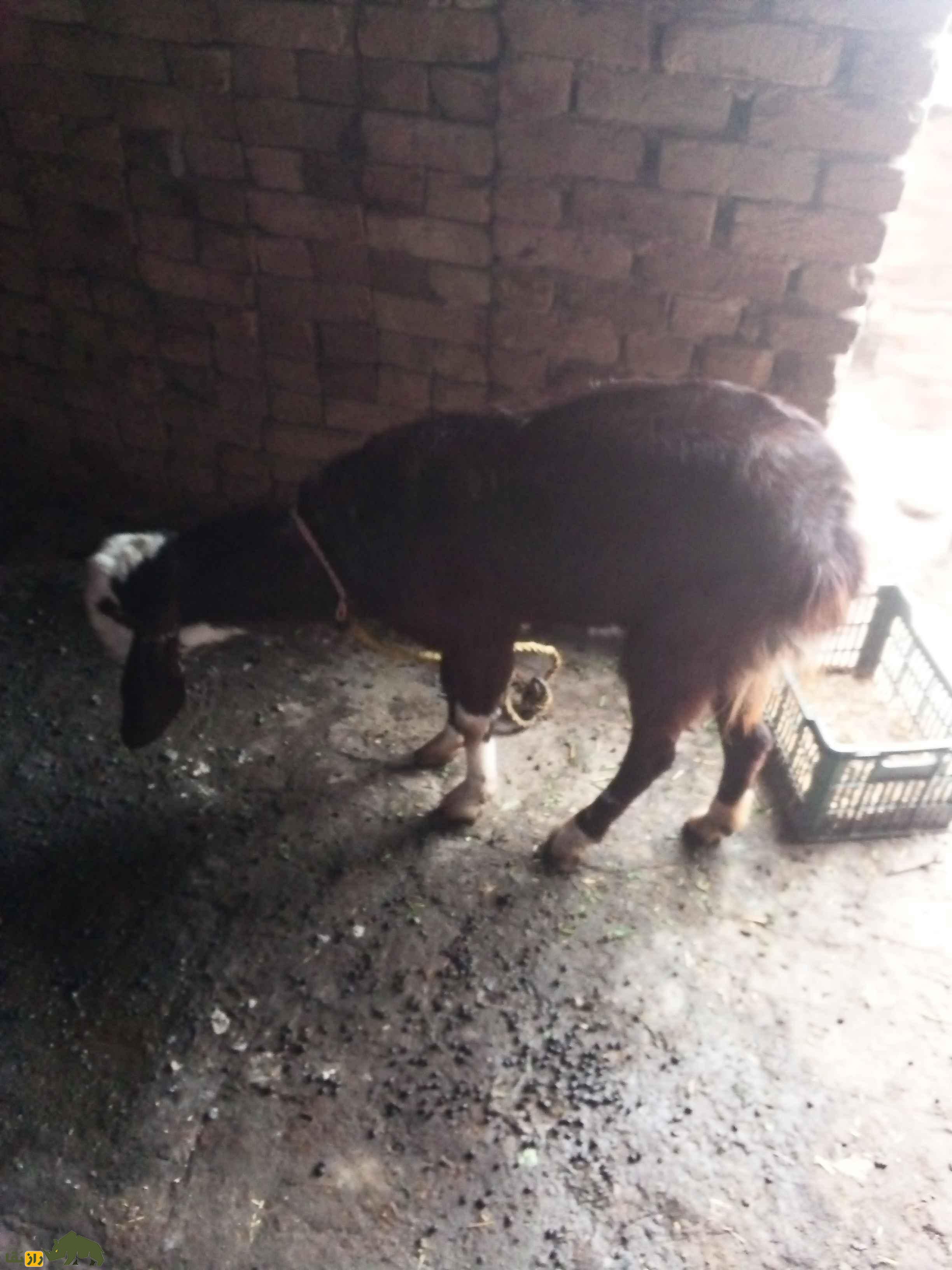 گوسفند هَرْنای