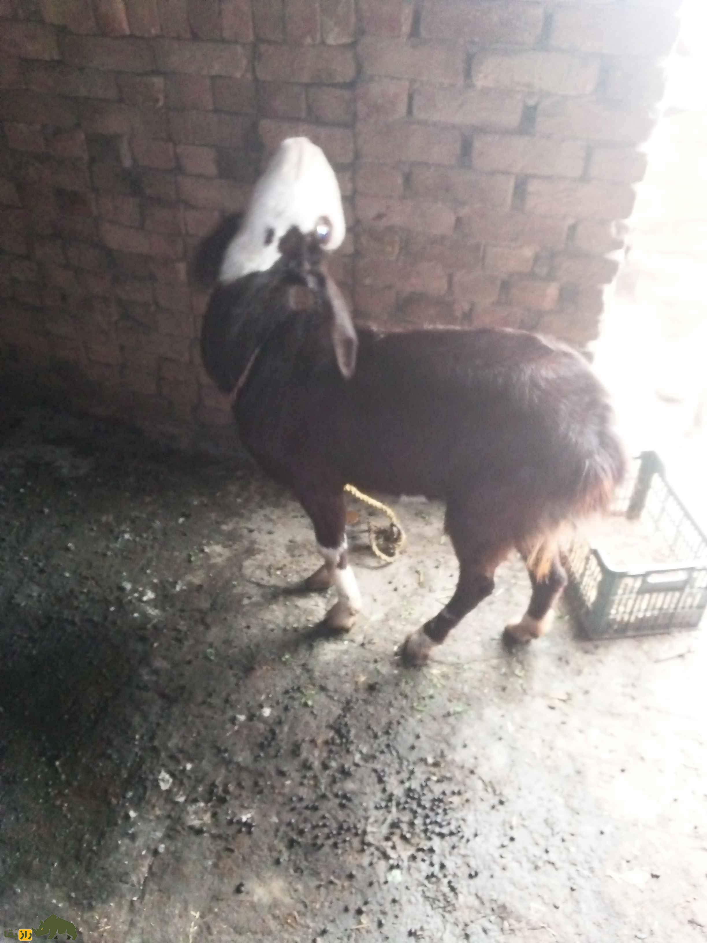 گوسفند هَرْنای؛ گوسفند معروف به «قهرمان بلوچستان» که اقتصاد بلوچستان را زنده کرد