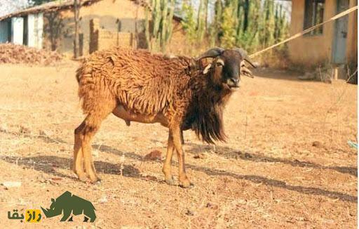 گوسفند هَرْنای