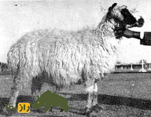 گوسفند هَرْنای