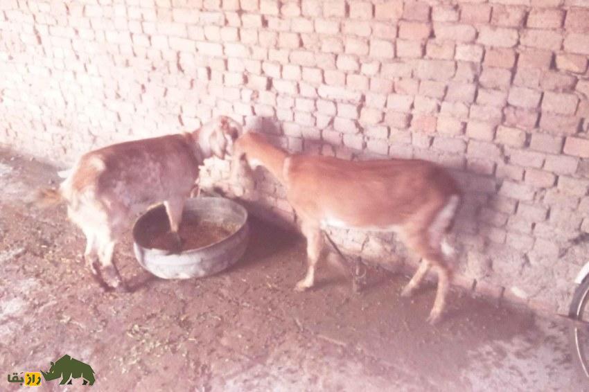 گوسفند هَرْنای