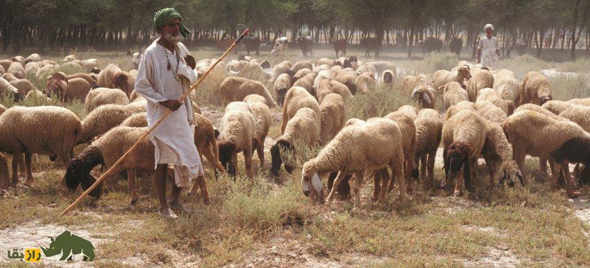 گوسفند هَرْنای