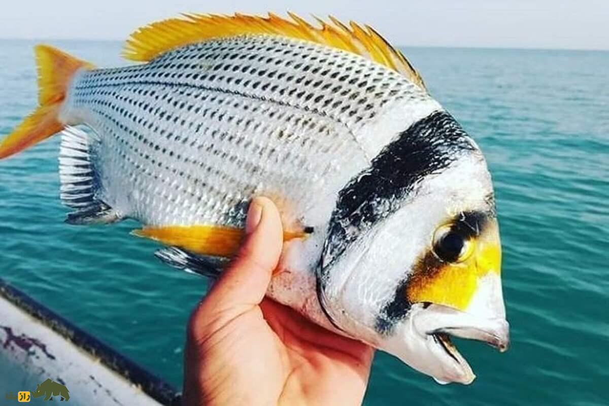 ماهی دختر ناخدا؛ لذیذترین ماهی خلیج فارس با گوشت نرم و خواص بینظیر برای سلامتی ماهی دختر ناخدا؛ لذیذترین ماهی خلیج فارس با گوشت نرم و خواص بینظیر برای سلامتی